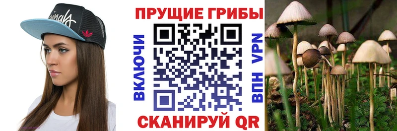 где найти наркотики  Кяхта  Псилоцибиновые грибы мицелий 